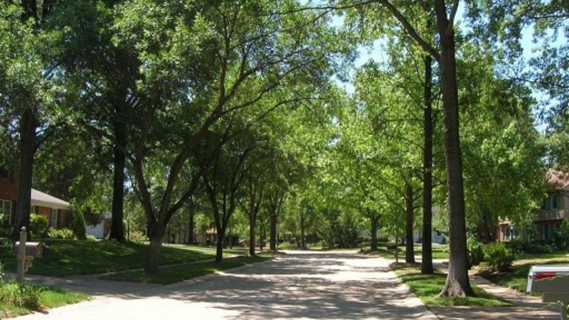 Trees lining a Chesterfield street