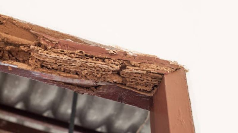 Termite-damaged wood