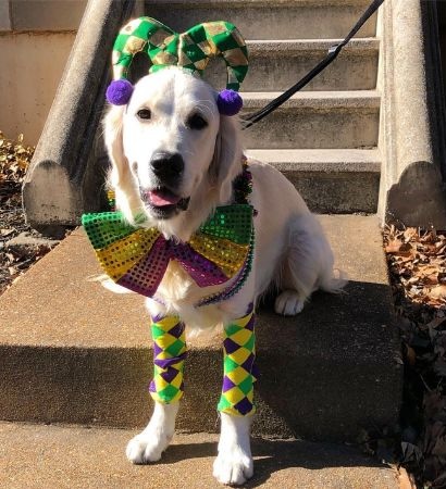 Owners will dress their pets for Mardi Gras and the Purina Pet Parade